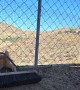 Kitten Defends Broom With His Life
