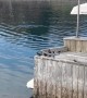 Mama Duck Teaches Ducklings to Make the Jump