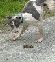 Whippet Puppy vs Road Toad