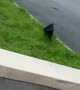 Curious Cat Gets Warned Off by Monitor Lizard