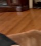 Nosy Cat Finds Out the Hard Way