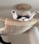 Sleepy Kitty Relaxing