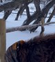Highland Cow Gets Head Stuck in Feed Bag