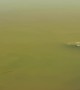 (396531602) Newly Hatched Gharials from Gandak River - XL1