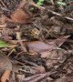 (396529608) Tarantula Mistakes Stick for Prey - XL1