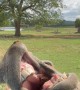 Donkey Waits for Treats With Mouth Open