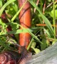 Snail on a Water Hose