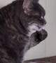 Funny Cat Drinking Water From Paw