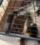 Affectionate Monkey Doesn't Want to Say Goodbye