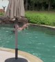 Man Helps Baby Fawn Escape Pool