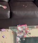 Belgian Malinois Tears Apart World Cup Sticker Album