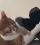 Orange Cat Versus Feet