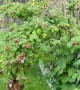 Puppies in the Raspberry Patch
