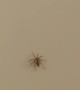 Shower Spider Suddenly Disappears