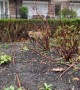 London Fox Digs Up Rat in the Garden