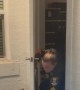 Animal Control Removes an Alligator