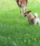 Puppy Plays With Baby Deer