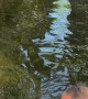 Man Kisses Alligator