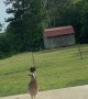 Roadrunner Courting His Reflection in the Window