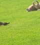 Cat Mimics Dog Rolling on Her Back in the Grass