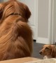 Golden Retriever Baps Little Sister for Staring Too Long