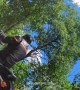 Tree Falls Right in Front of Motorcycle Rider