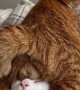 My Cat Knows Ball