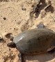Helping a Flipped Turtle During a Fishing Tournament