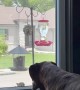 Boxer and Squirrel Stare Down