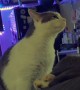 Sleeping Cat Rudely Awakened by a Slap