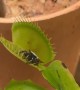 Orb-weaver spider claimed by venus flytrap