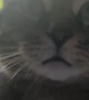 Cat Doesn't Like Being Called Fat