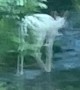 Rare Sighting of Albino Deer Family