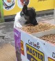 Hungry Stray Dog Finds a Meal at Pet Shop