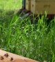 Bees Drinking From a Water Feeder
