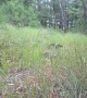 Curious Black Woodpecker Beats Trail Cam Like a Drum