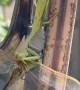 Praying Mantis Takes Down a Dragonfly