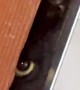 Cat Caught Peeking Under Bathroom Door