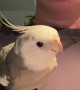 Opera Singer and Cockatiel Perform Duet