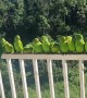Green-Cheeked Parakeets
