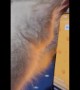 Kitty Plays Cockroach Game on Phone