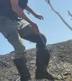 Rescuing a foal from a deep hole