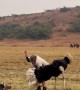 How to Treat a Feisty Ostrich
