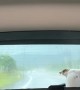 Windshield Wiper Fetch