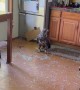 Unexpected Eagle Visits Kitchen