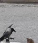 Rat Holds Its Own Against Two Crows
