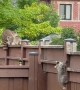 Raccoon Kits Climb Single-File to Mama