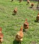Dog Loves to Play With Chicken Friends
