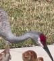 Sandhill Crane Mama and Babies