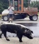 Pig Rolls Around on Freshly Laid Tar